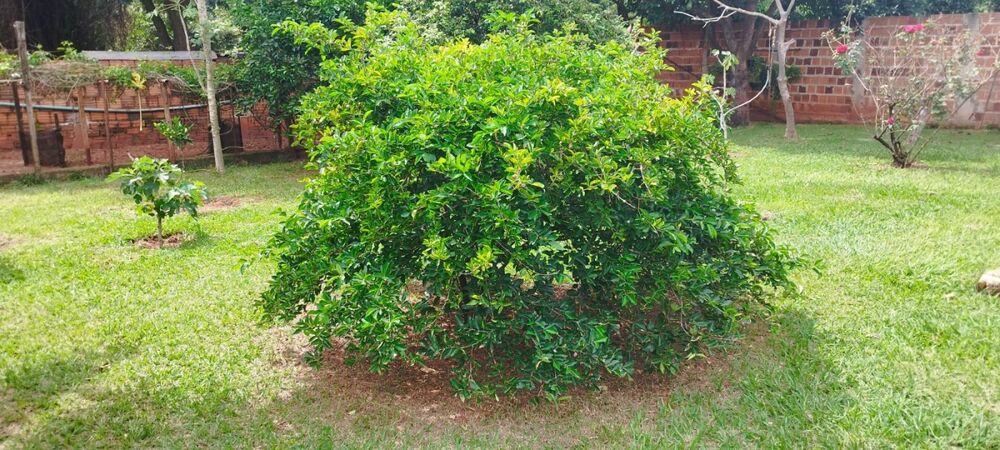 Chácara, 3 quartos, 1000 m² - Foto 12