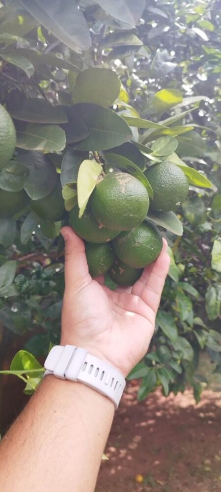 Chácara, 3 quartos, 1000 m² - Foto 14