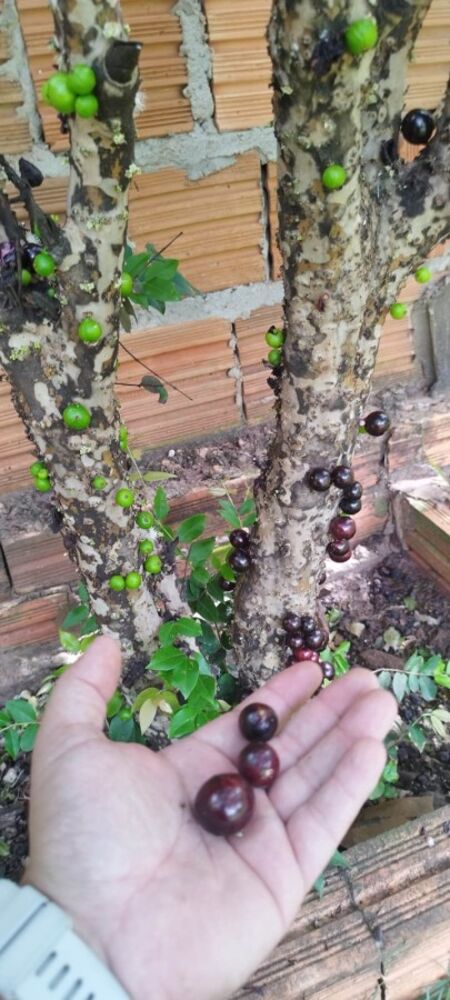 Chácara, 3 quartos, 1000 m² - Foto 11