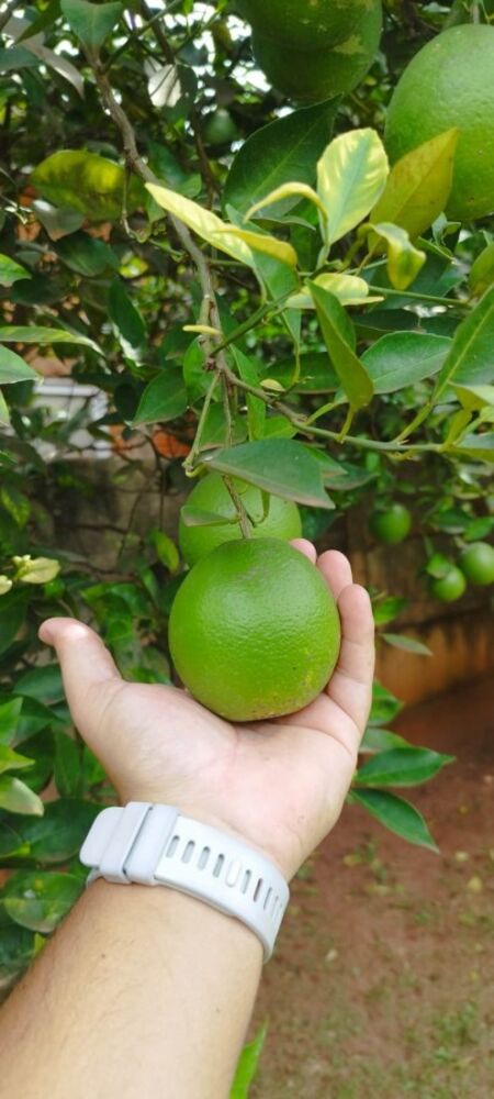 Chácara, 3 quartos, 1000 m² - Foto 19