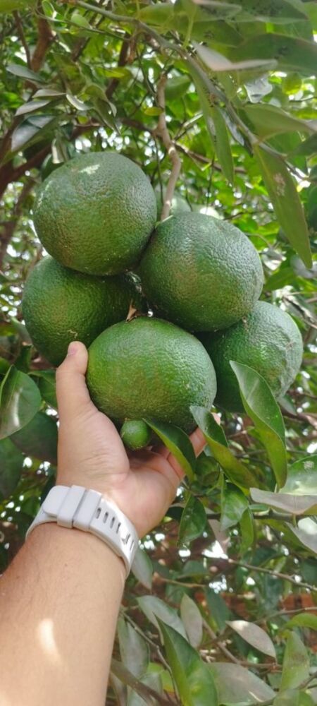 Chácara, 3 quartos, 1000 m² - Foto 15