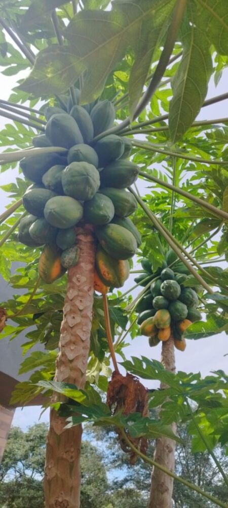 Chácara, 3 quartos, 1000 m² - Foto 18