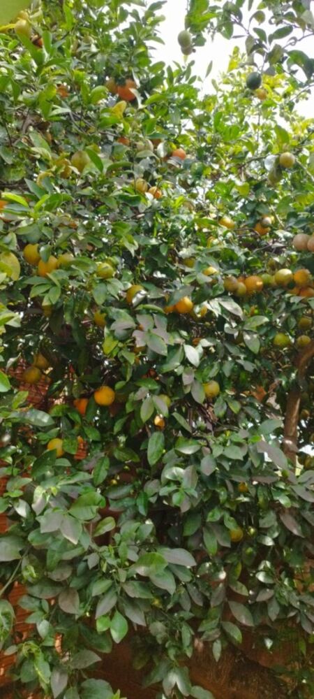 Chácara, 3 quartos, 1000 m² - Foto 17