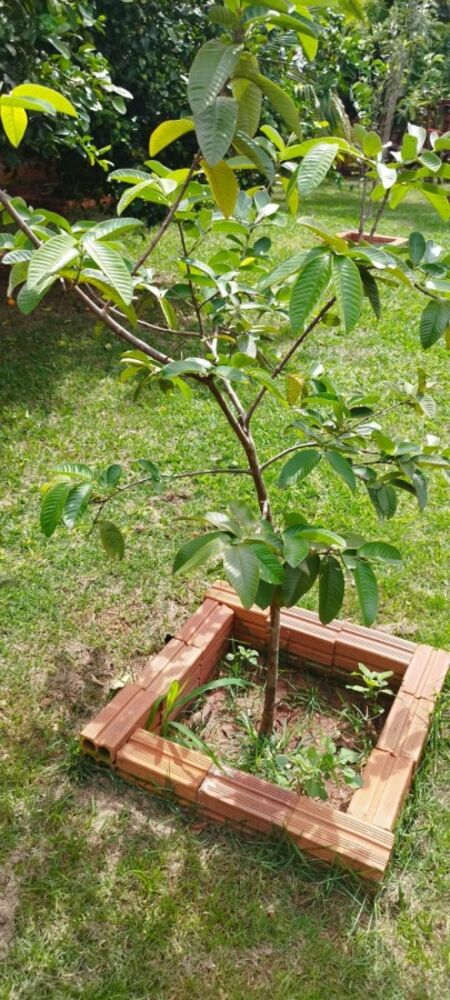 Chácara, 3 quartos, 1000 m² - Foto 16