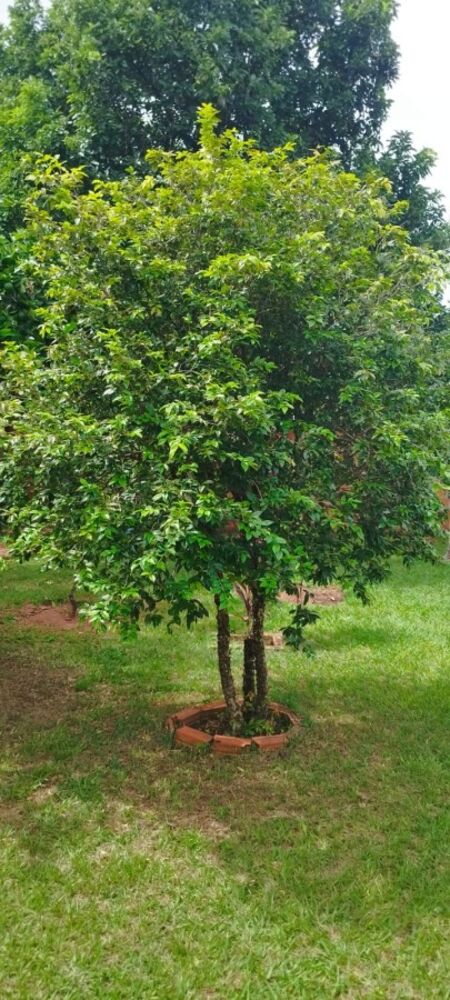 Chácara, 3 quartos, 1000 m² - Foto 10