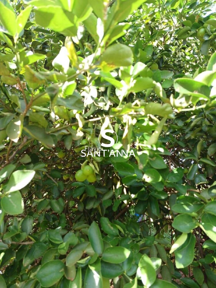 Chácara, 2 quartos, 2 m² - Foto 10