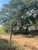 Terreno, 2 hectares - Foto 6