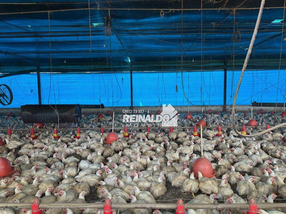 Sítio, 2 quartos, 3 hectares - Foto 5