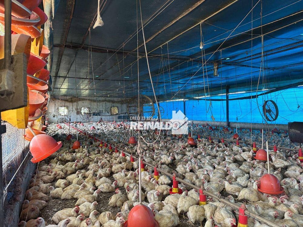 Sítio, 2 quartos, 3 hectares - Foto 4