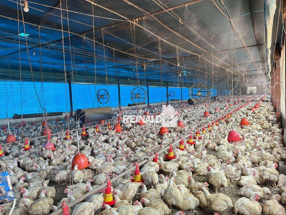 Sítio, 2 quartos, 3 hectares - Foto 14