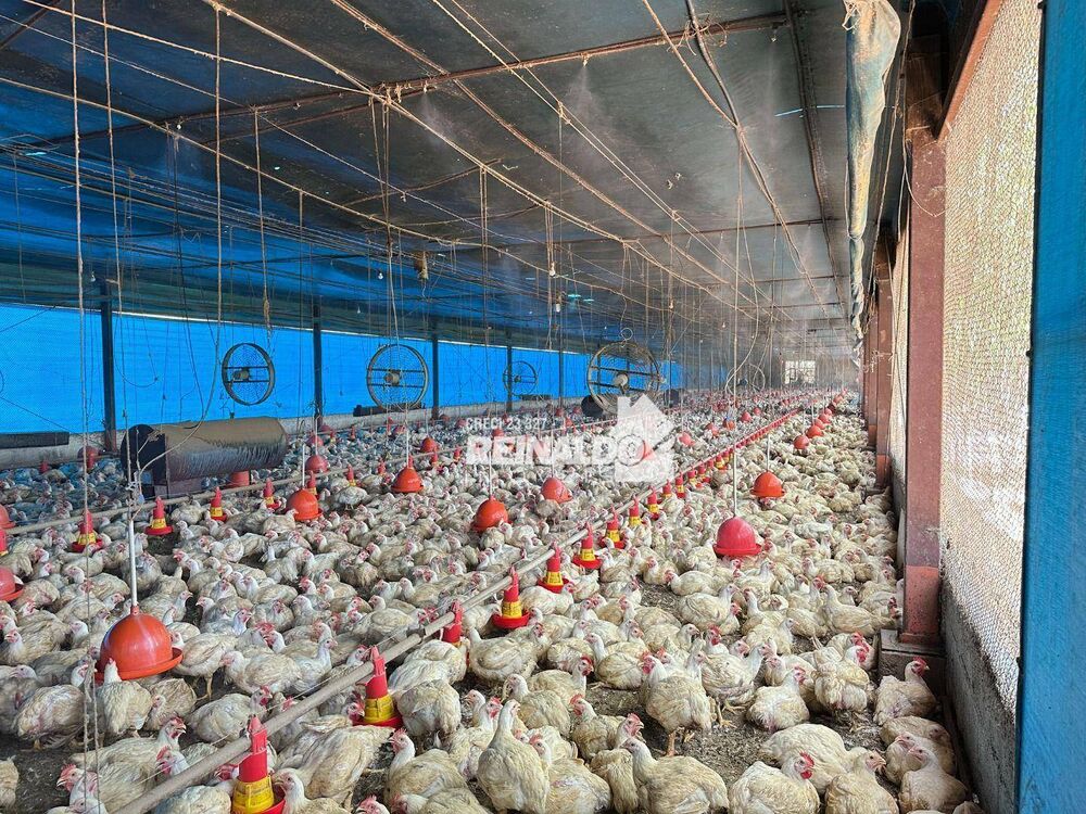 Sítio, 2 quartos, 3 hectares - Foto 13