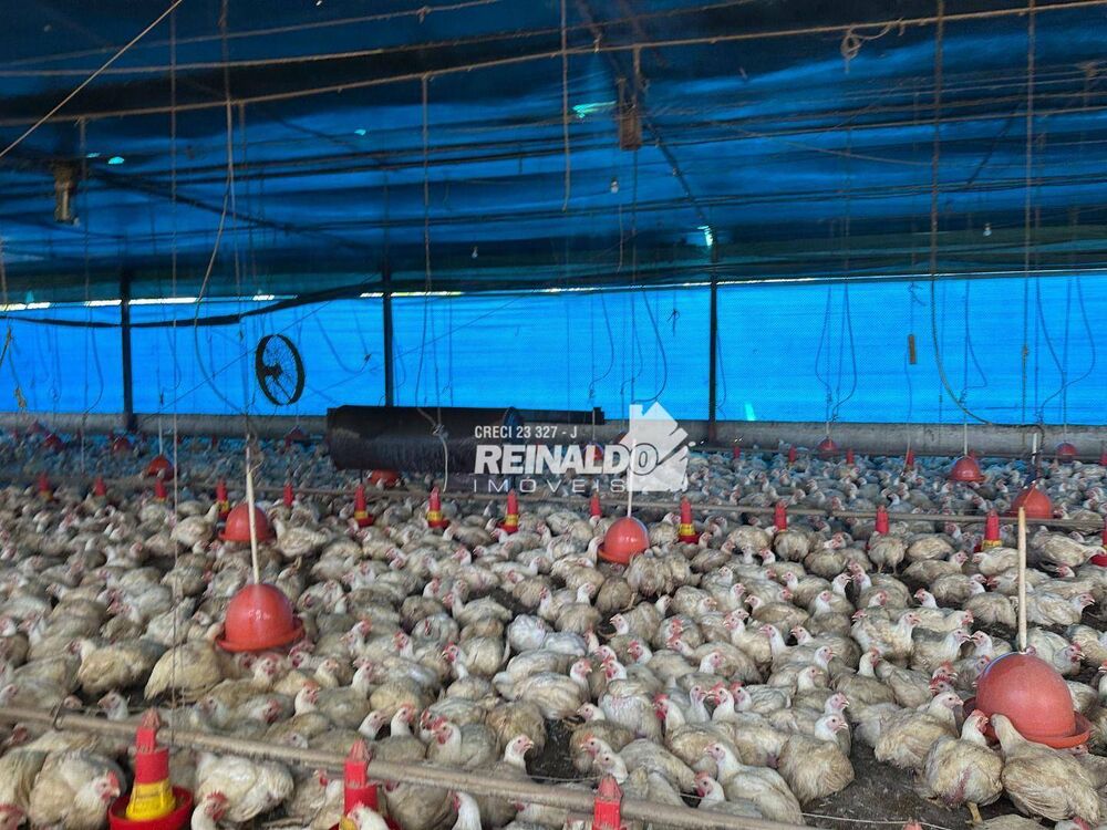 Sítio, 2 quartos, 3 hectares - Foto 12