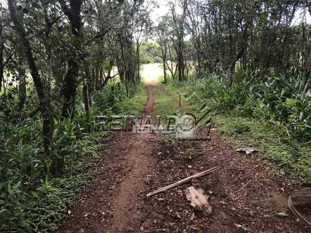 Sítio, 2 quartos, 4 hectares - Foto 4