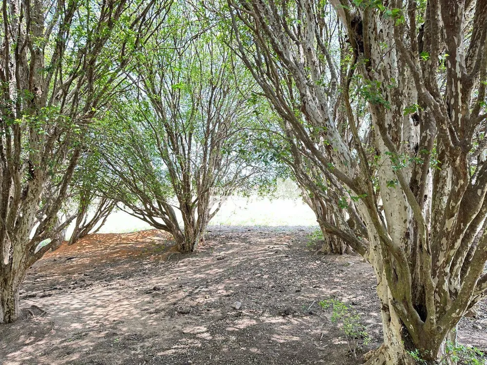 Sítio, 3 quartos, 34 hectares - Foto 5