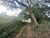 Terreno, 15 hectares - Foto 12
