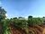 Terreno, 15 hectares - Foto 2