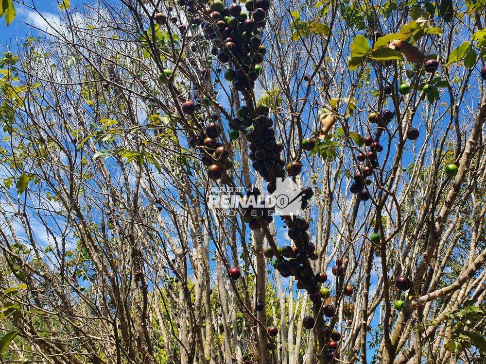 Terreno, 4 hectares - Foto 15