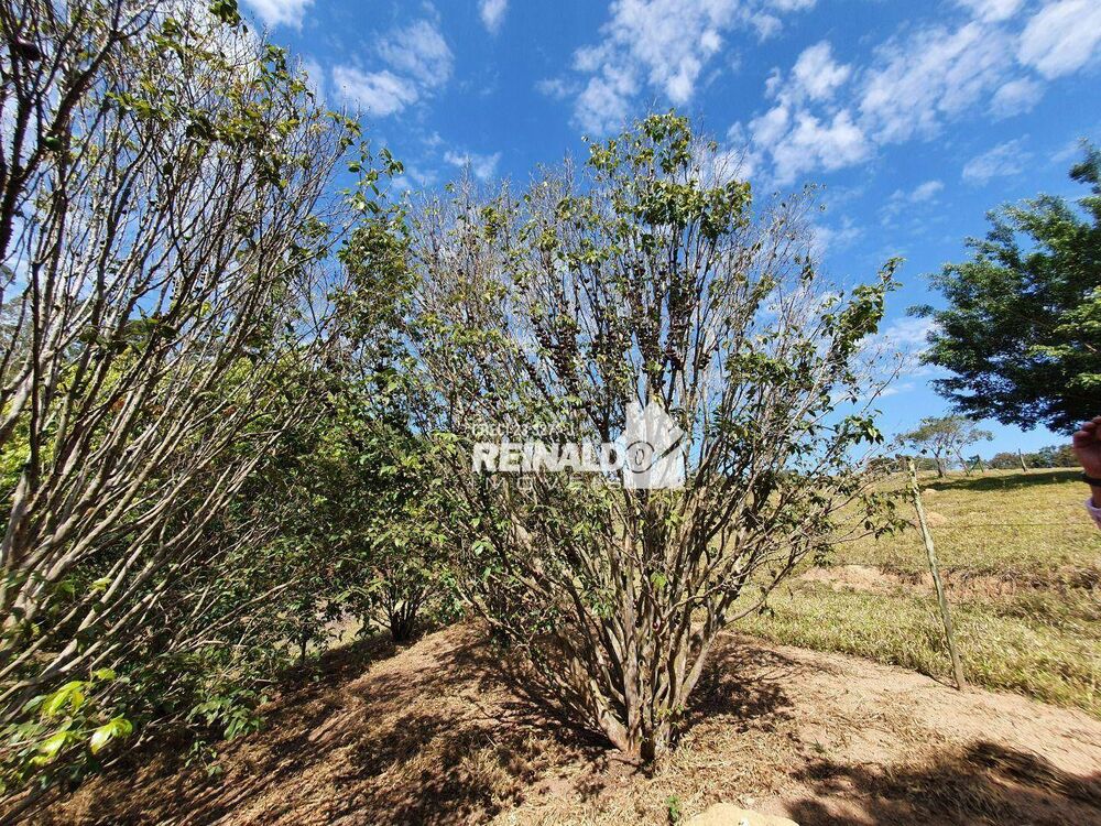 Terreno, 4 hectares - Foto 17