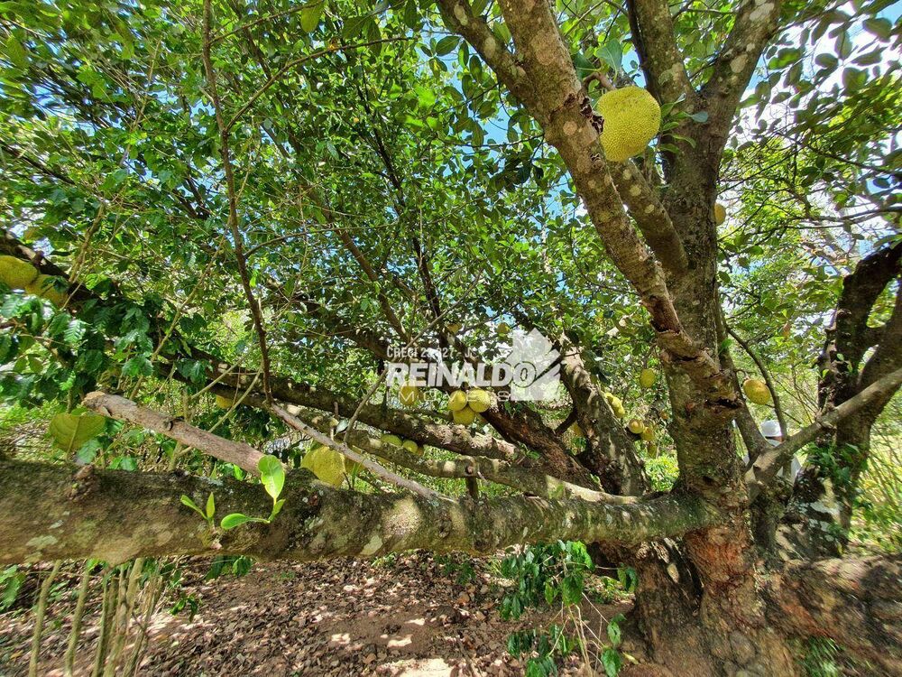 Terreno, 4 hectares - Foto 11
