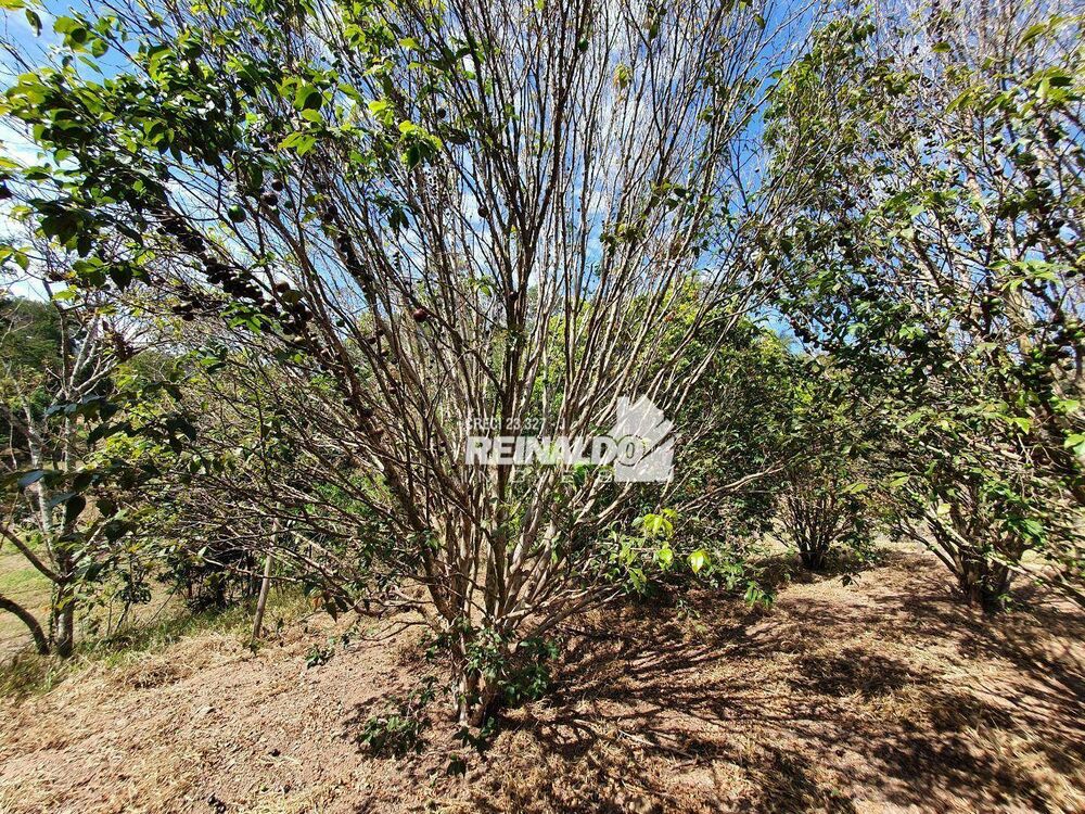Terreno, 4 hectares - Foto 16