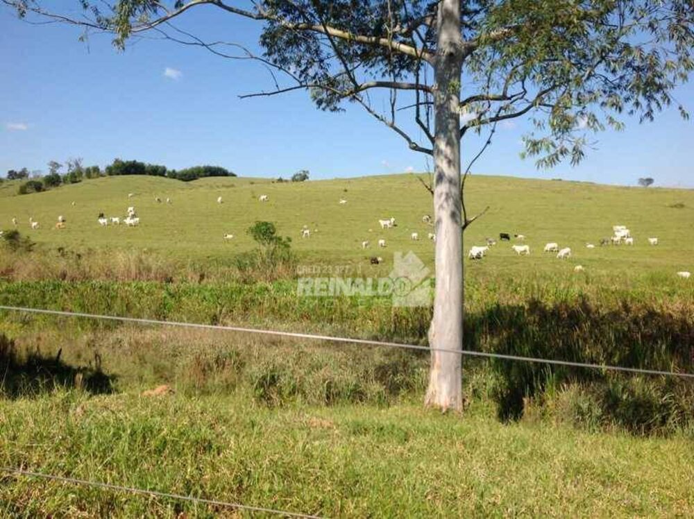 Fazenda à venda com 3 quartos, 250m² - Foto 4