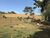 Sítio, 5 quartos, 2 hectares - Foto 4