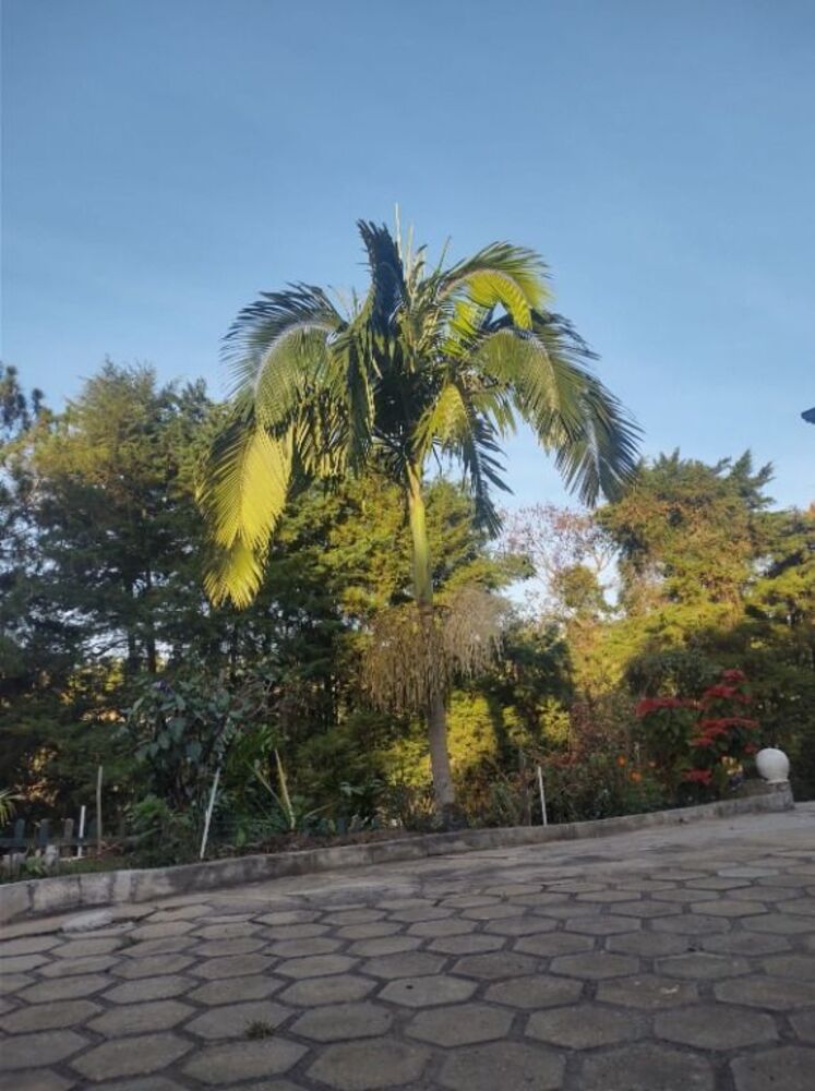 Chácara, 4 quartos, 2442 m² - Foto 16