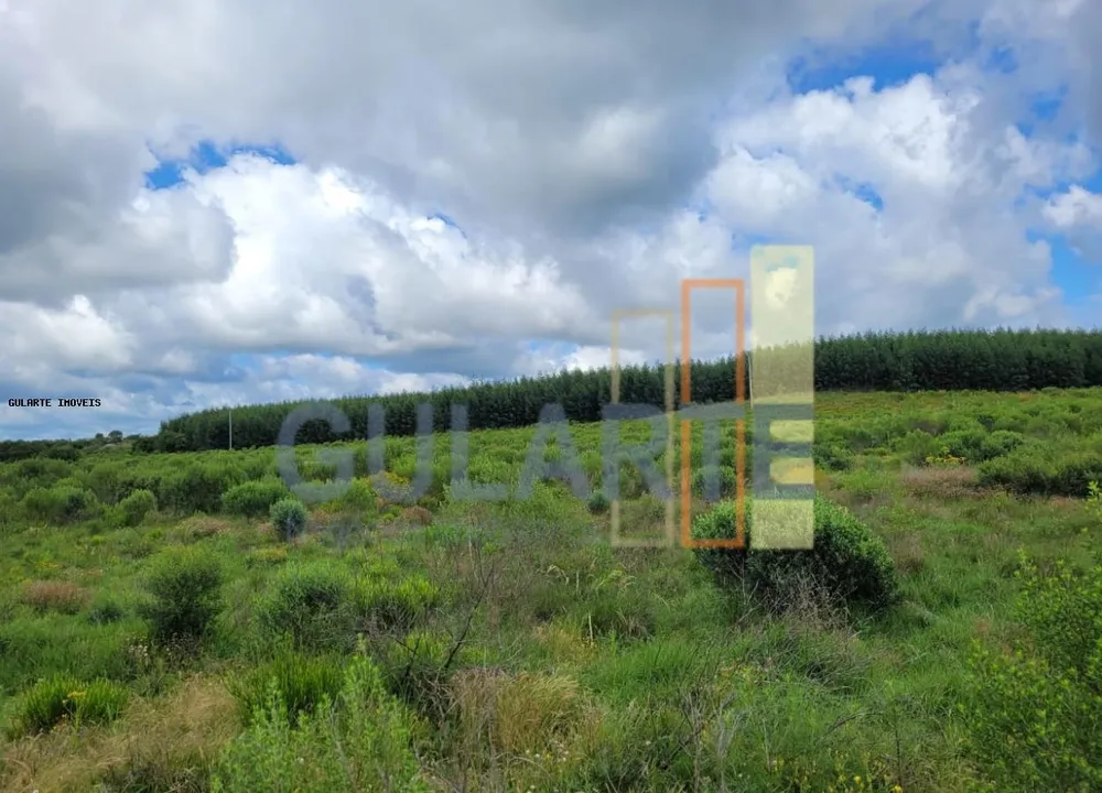 Fazenda, 1195 hectares - Foto 7
