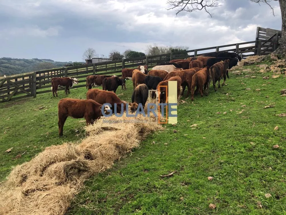 Fazenda, 530 hectares - Foto 1