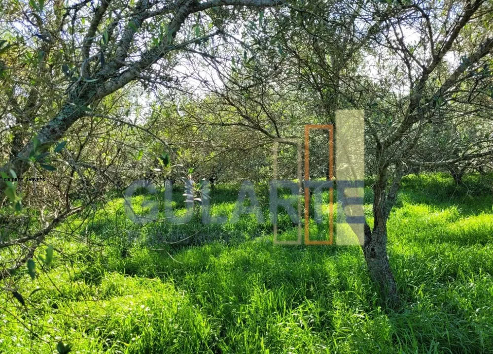 Fazenda, 19 hectares - Foto 3