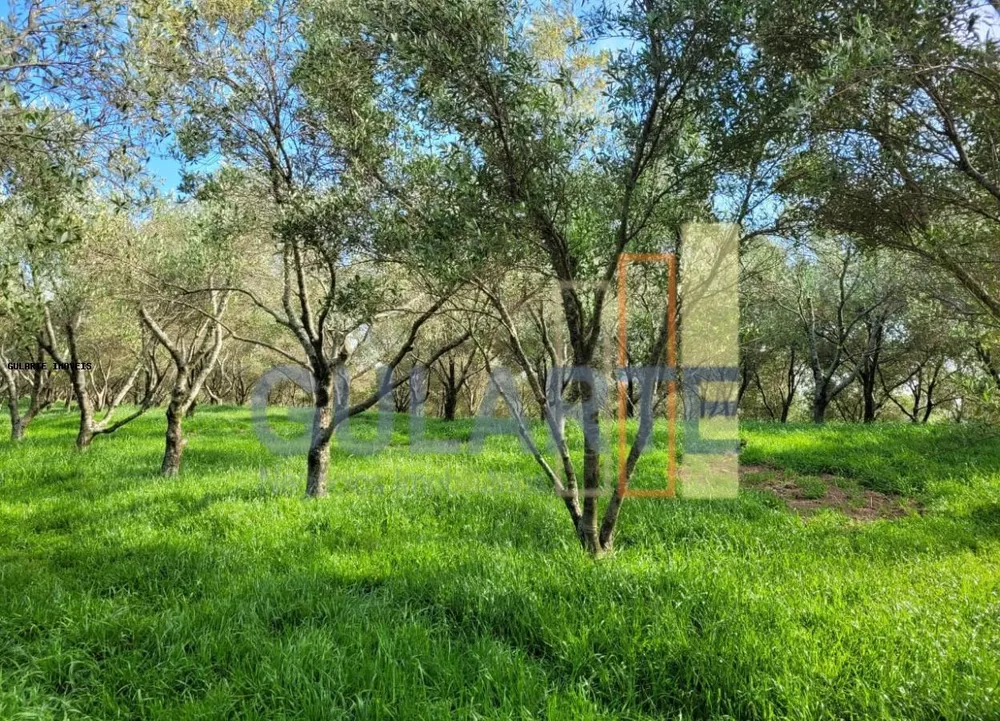 Fazenda, 19 hectares - Foto 8