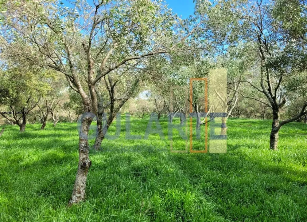 Fazenda, 19 hectares - Foto 12