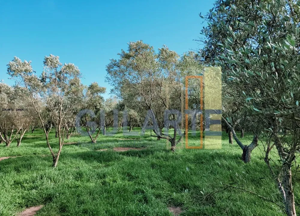 Sítio, 19 hectares - Foto 13