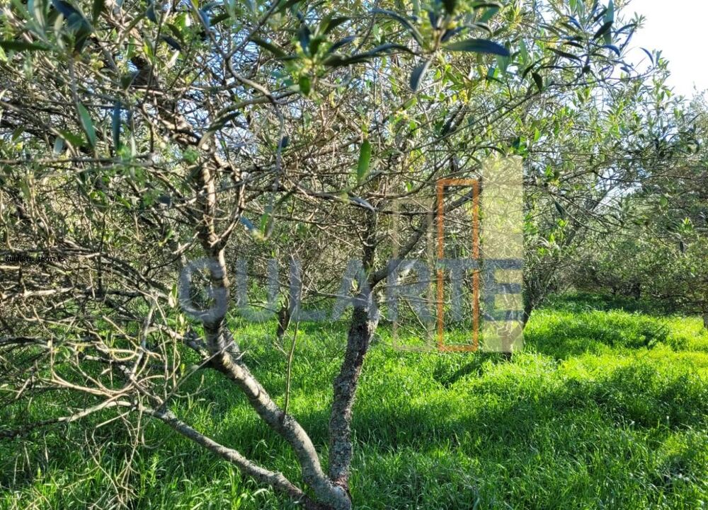 Fazenda, 19 hectares - Foto 1