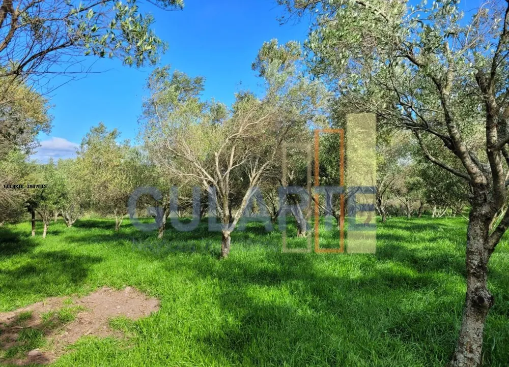 Sítio, 19 hectares - Foto 15