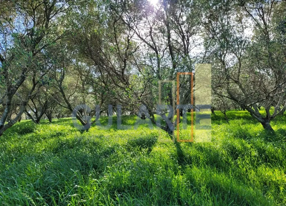 Fazenda, 19 hectares - Foto 9