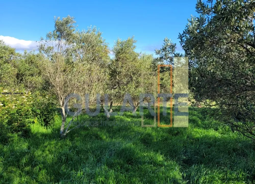 Fazenda, 19 hectares - Foto 4