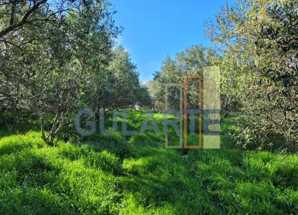 Fazenda, 19 hectares - Foto 2