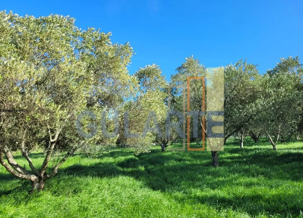 Fazenda, 19 hectares - Foto 10