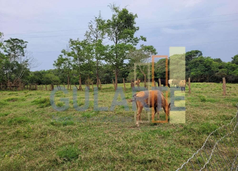 Fazenda à venda com 4 quartos, 80000m² - Foto 10