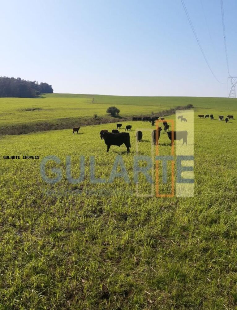 Fazenda, 121 hectares - Foto 4