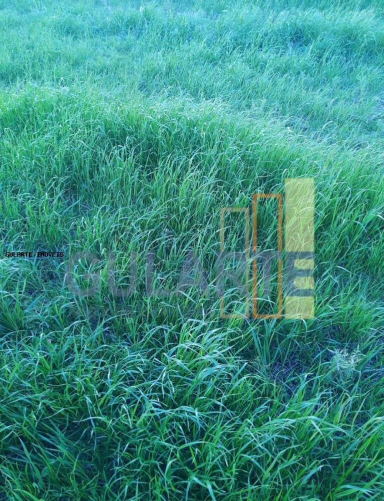 Fazenda, 121 hectares - Foto 6