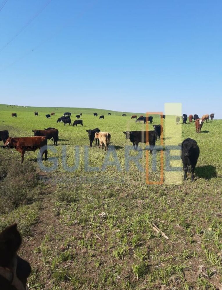 Fazenda, 121 hectares - Foto 3