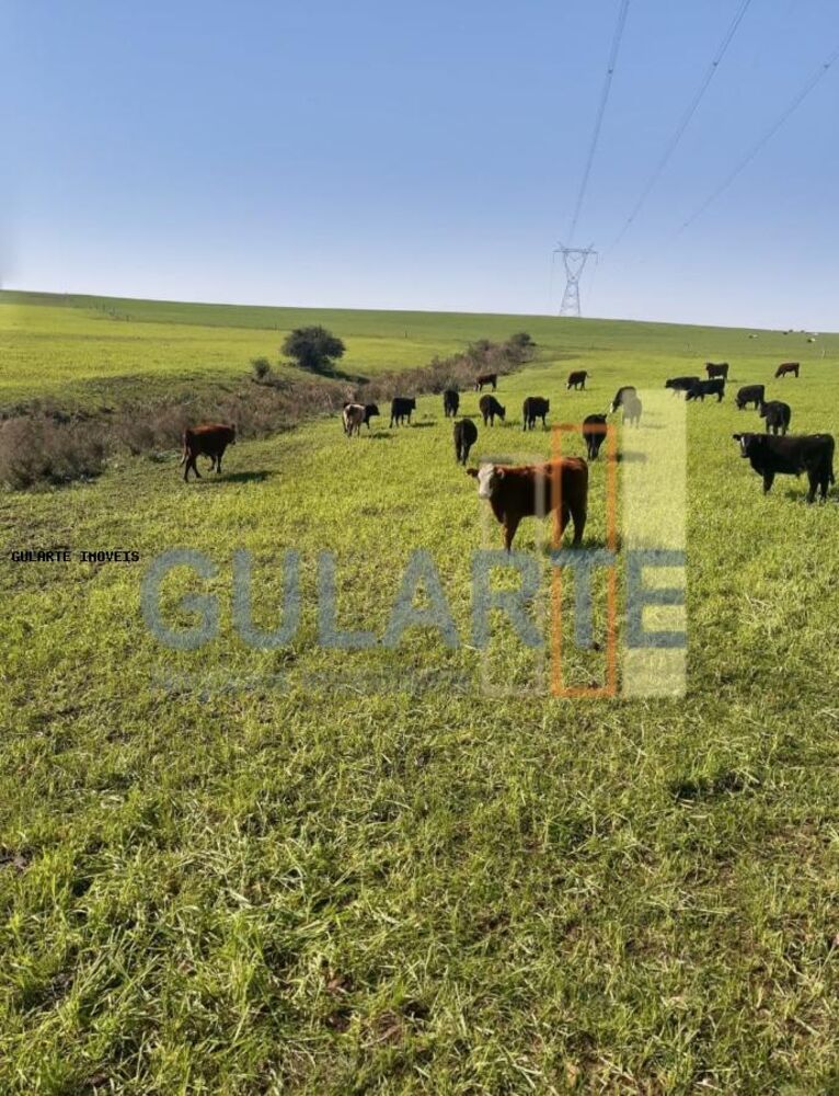 Fazenda, 121 hectares - Foto 8