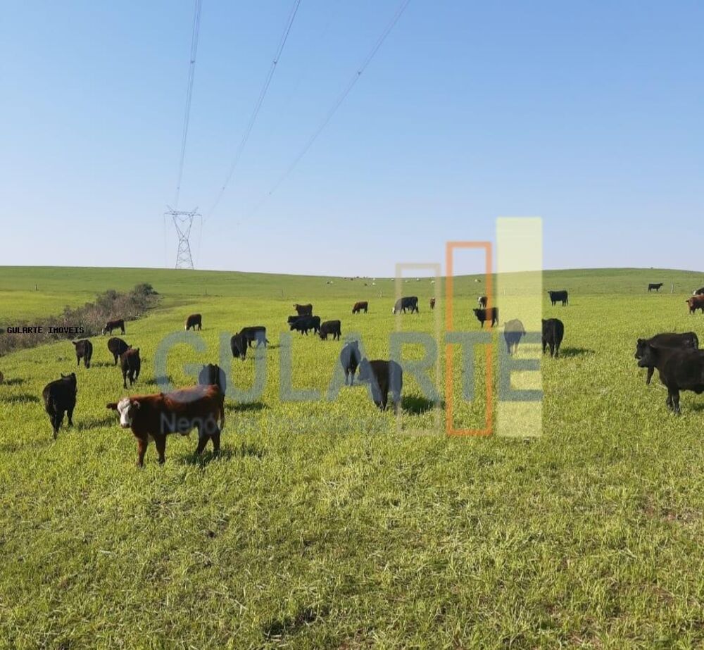 Fazenda, 121 hectares - Foto 10