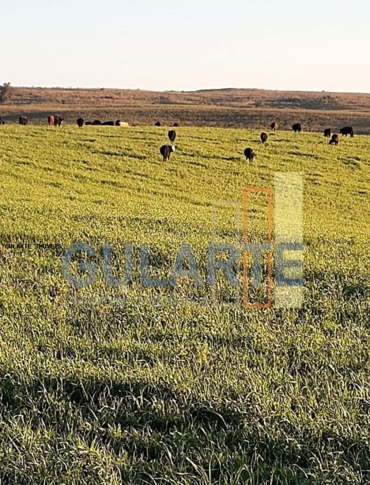 Fazenda, 121 hectares - Foto 5