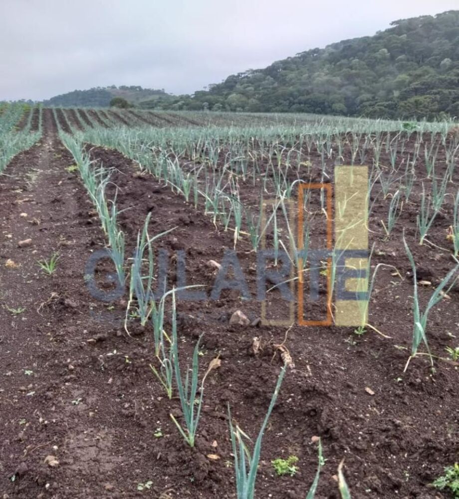 Fazenda, 58 hectares - Foto 8