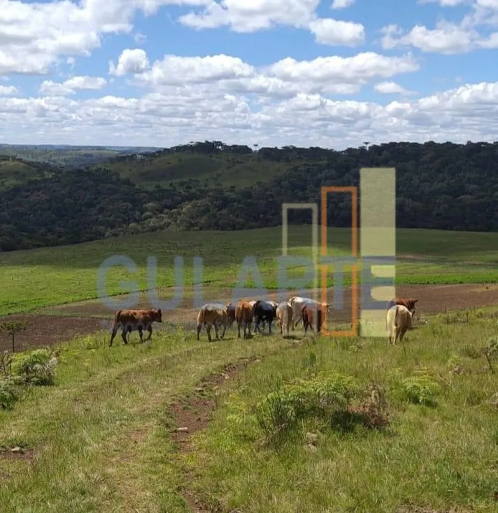 Sítio, 58 hectares - Foto 6