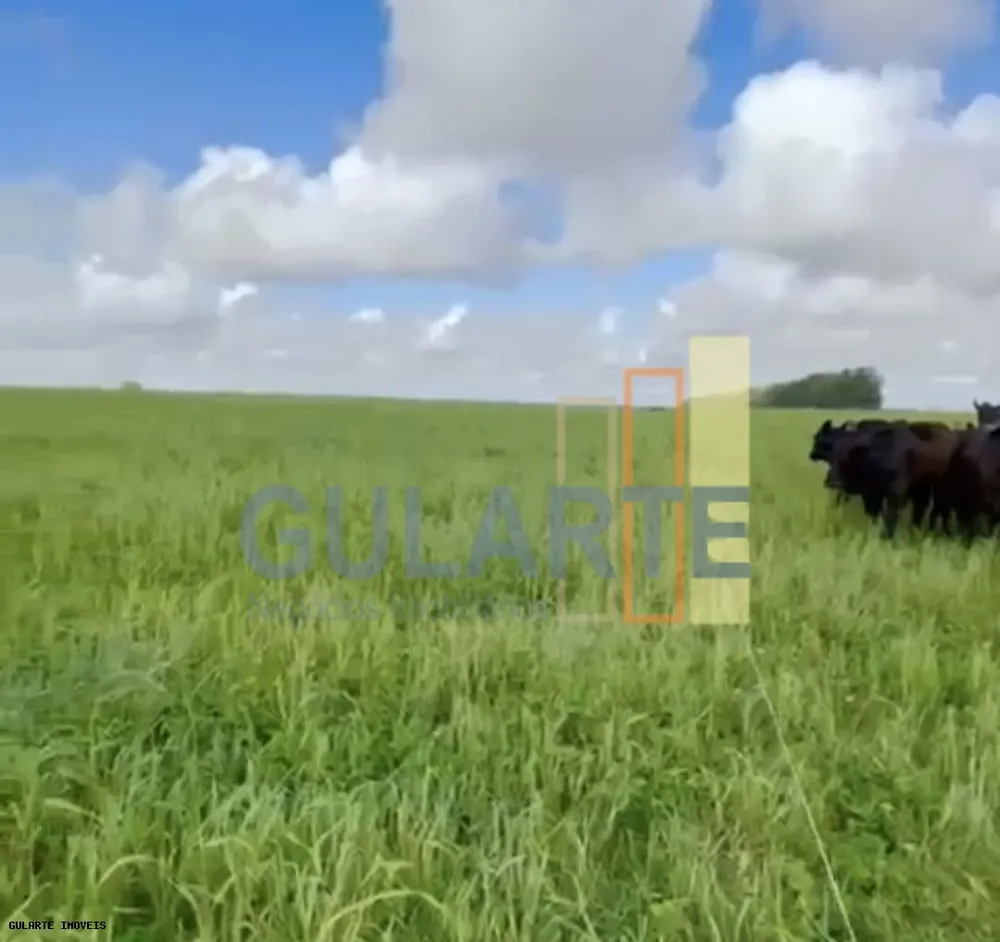Fazenda, 692 hectares - Foto 4