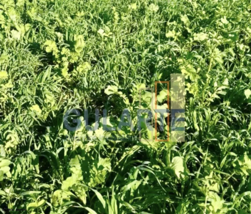 Fazenda, 692 hectares - Foto 6